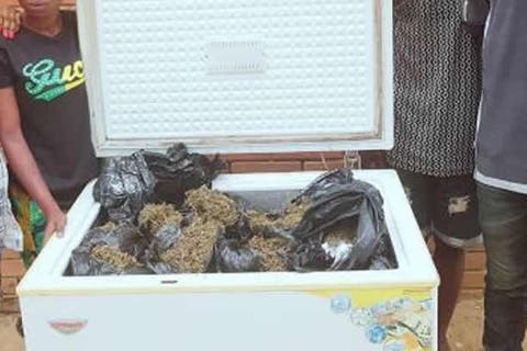 Four suspects caught with freezer-load of hemp