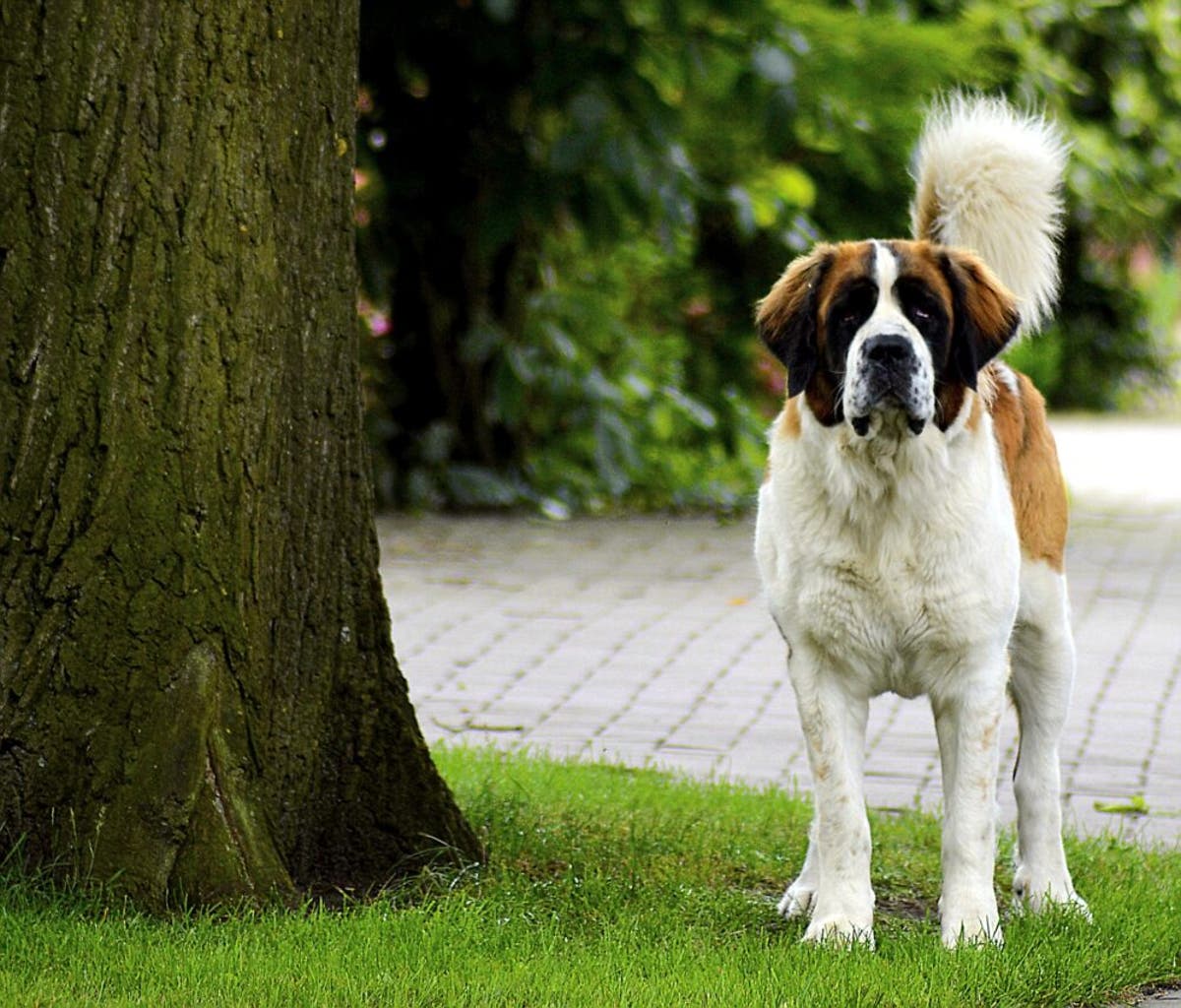 Las 13 Razas De Perros Grandes Mas Bonitos Del Mundo Hay una gran variedad de razas entre los perros mas pequenos del mundo y muchos tienen su origen en la realeza. 13 razas de perros grandes mas bonitos
