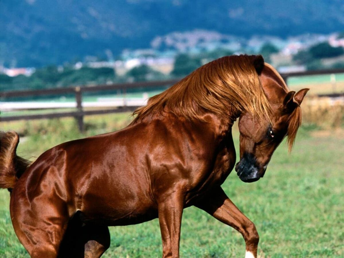 Las Mejores Razas De Caballo Segun Su Especialidad O Su Uso