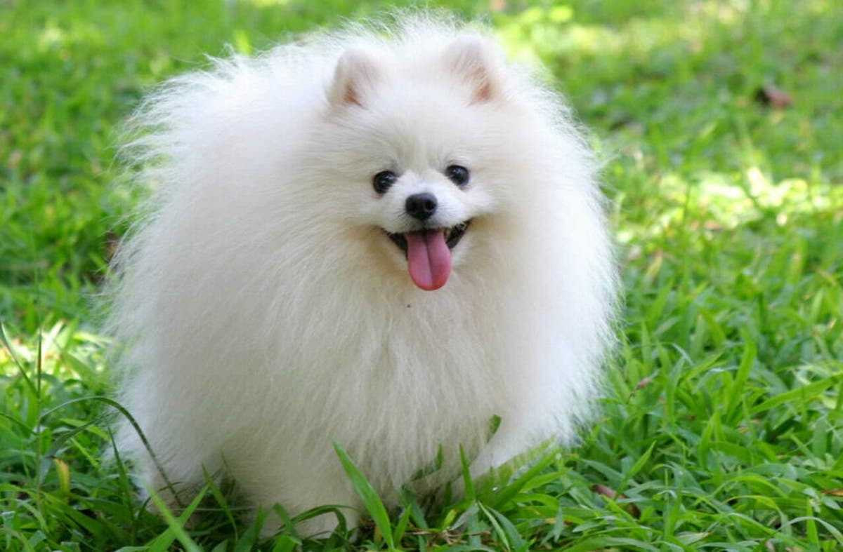 Las 13 Razas De Perros Pequenos Mas Bonitos Del Mundo ¿existen perros mas lindos que otros? las 13 razas de perros pequenos mas