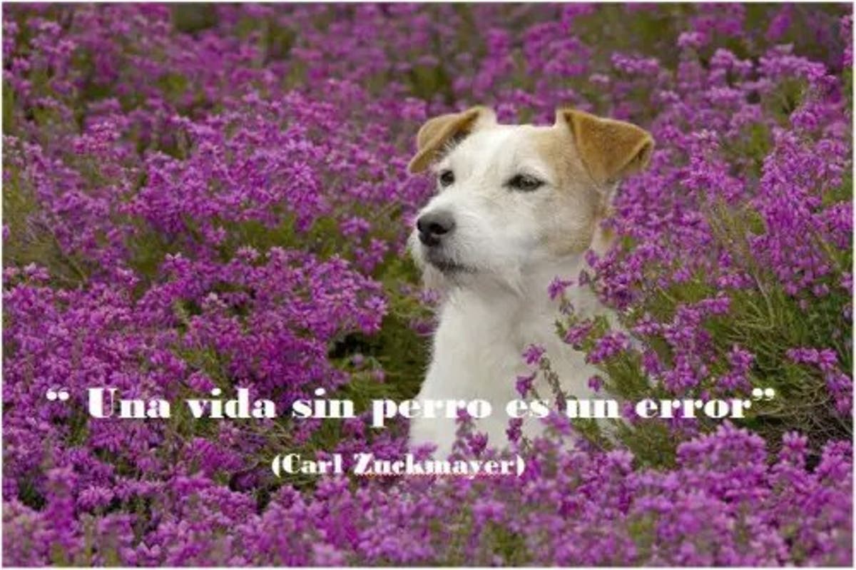 Cuento Sobre Nuestra Estima A Los Animales De Paulo Coelho Cielo O Infierno El Blog Alternativo